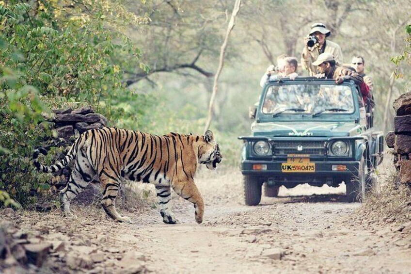 Jungle Safari - Rajaji National Park Half Day Tour