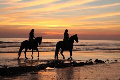 Horseback Riding by the beach or mountain in Tarifa, Spain - 2 hours