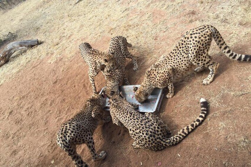 Feeding of Cheetah