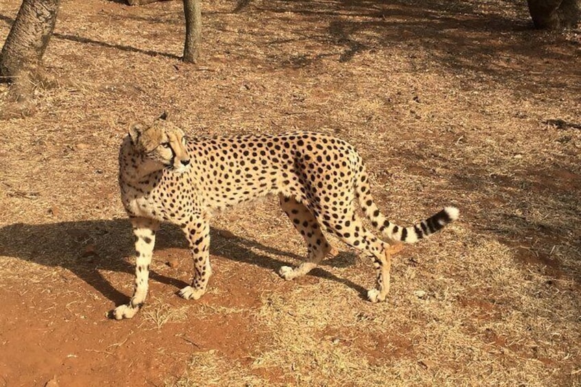 Wildt Cheetah Centre