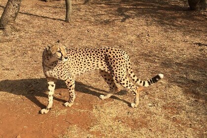 Ann Van Dyk Cheetah Centre Half-Day Tour from Johannesburg