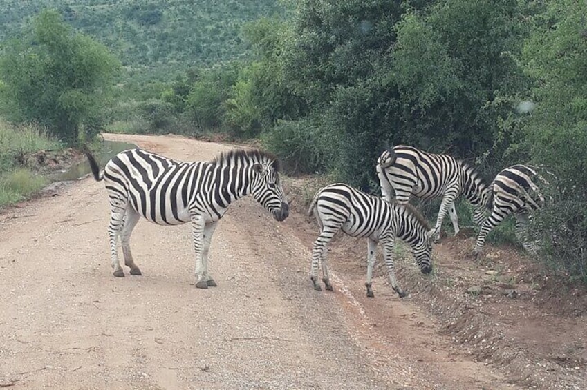 Zebra in Pilanesberg National Park