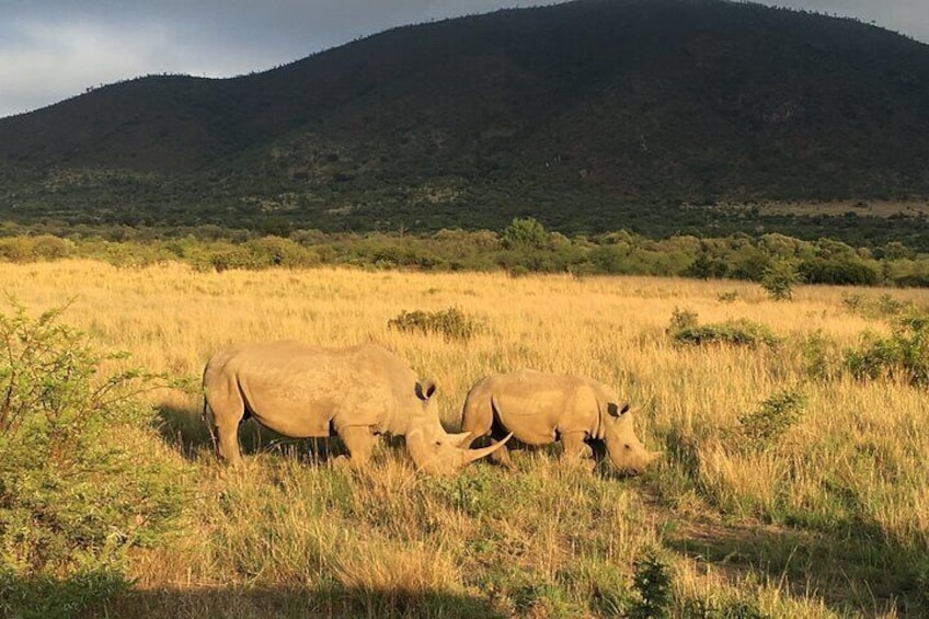 Rhino in the Park