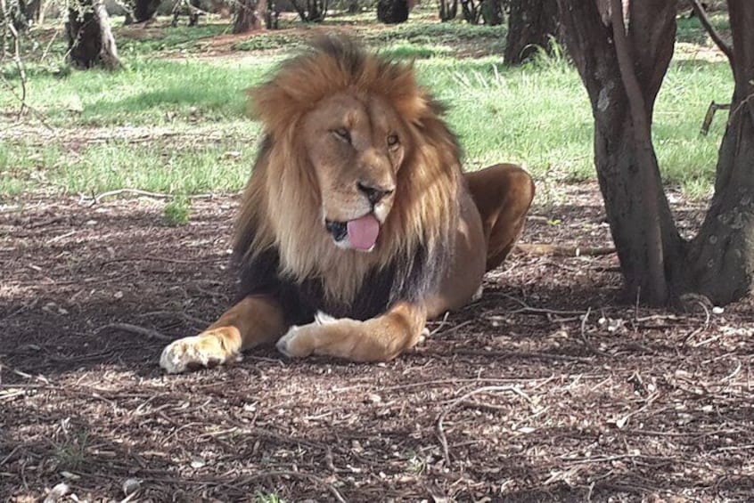 Lion in the Park