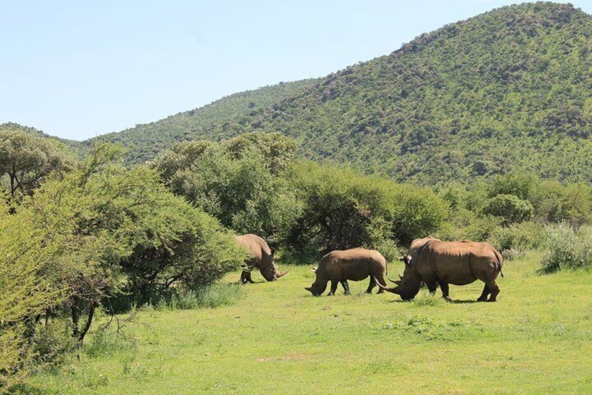 Rhino in the Pilanesberg National Park