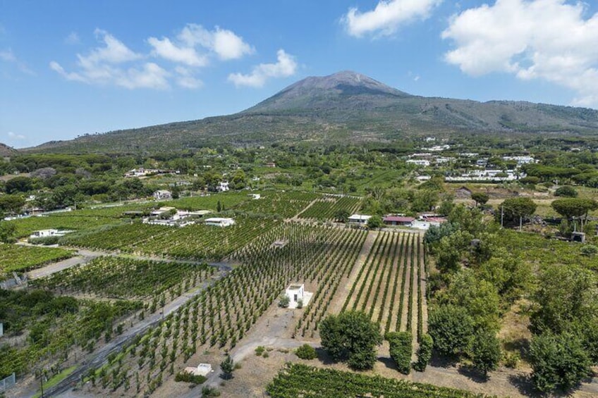 Organic Wine Tasting & Lunch Experience on Mt Vesuvius