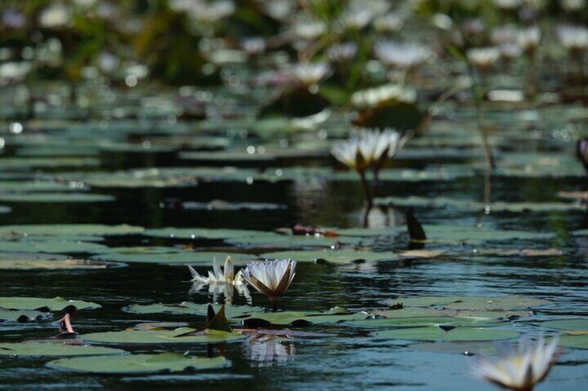 1 Day Okavango Delta Mokoro/Canoe Daytrip