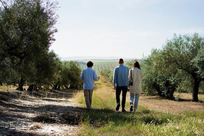 Cordoba Olive Oil mill, Wine, Passion