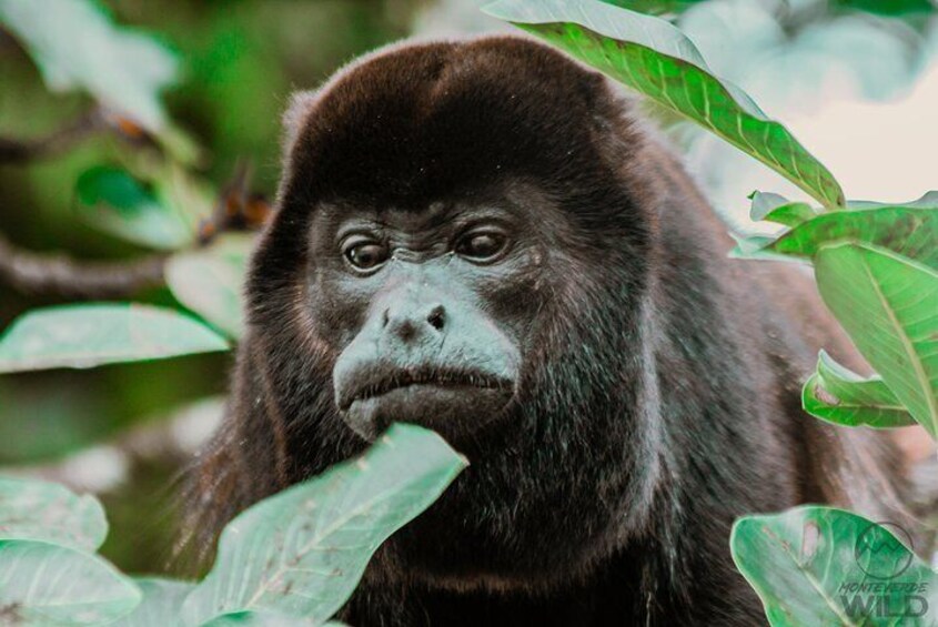 Alouatta palliata