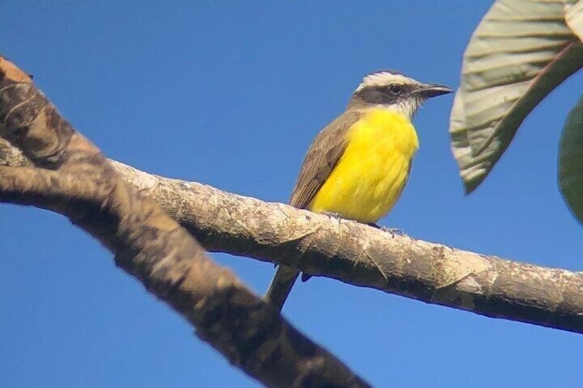 Monteverde Reserve Morning Walk -Monteverde Wild-