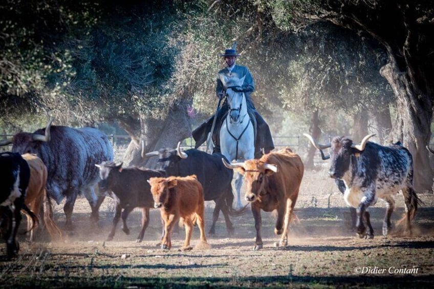 Visit Alvaro Domecq Horses and Brave Bulls in Freedom