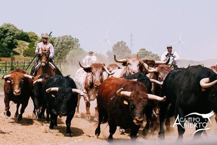 Visit Alvaro Domecq Horses and Brave Bulls in Freedom