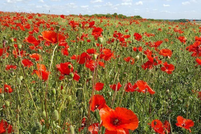 Poppies on the battlefield
