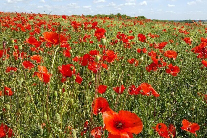 Poppies on the battlefield