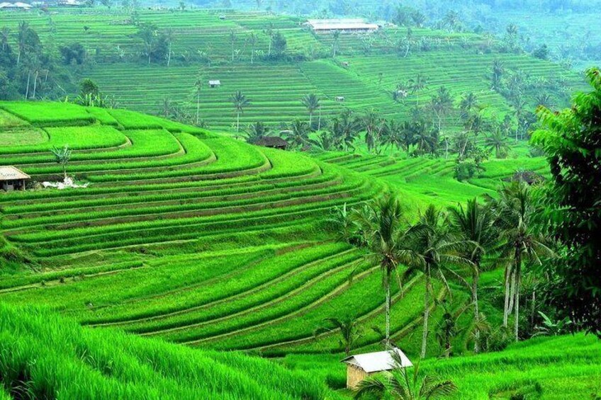 Jatiluwih Rice Terrace