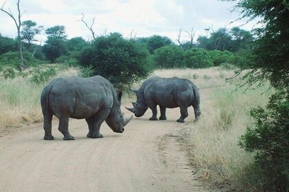 Bathongo Rhino & lion park nature reserve tour