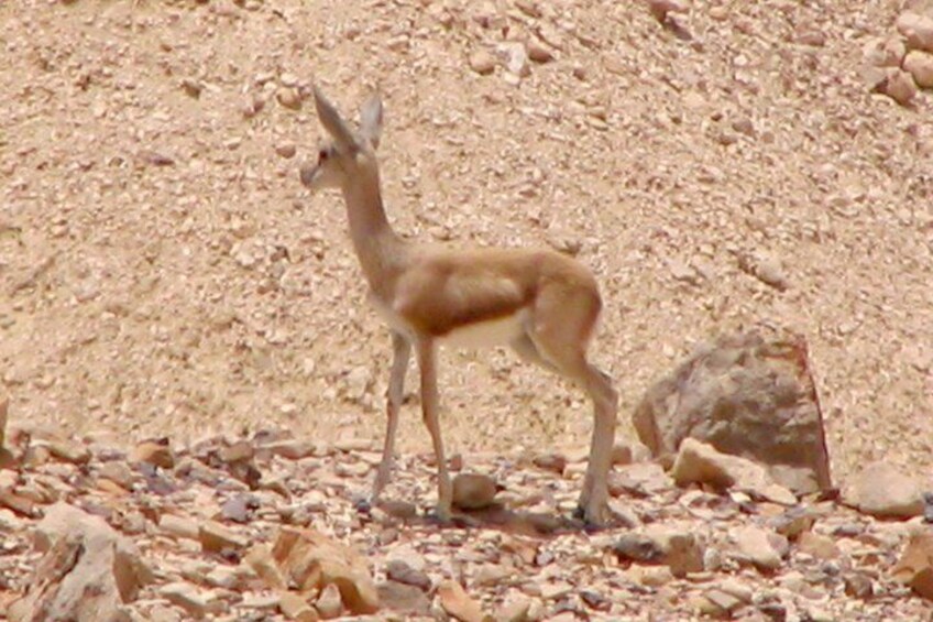 Young gazelle