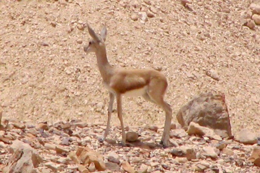 Show item 2 of 7. Two hour guided jeep tour in to and around the Ramon crater