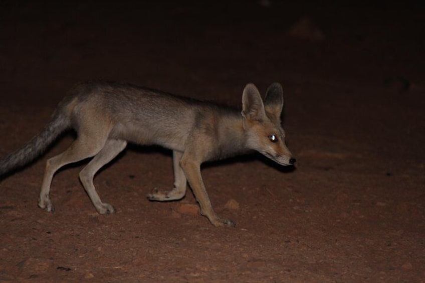 Fox