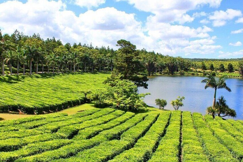 Mauritius Tea Route - Full Day 