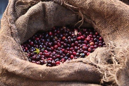 8 Days Ethiopian Coffee Tour