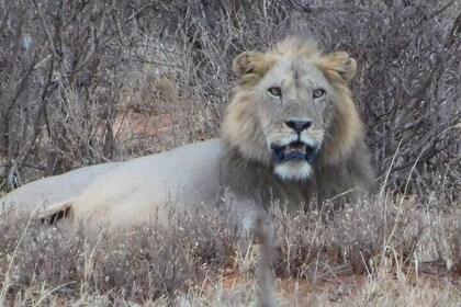 7 Days Bigfive Safari - NAIROBI
