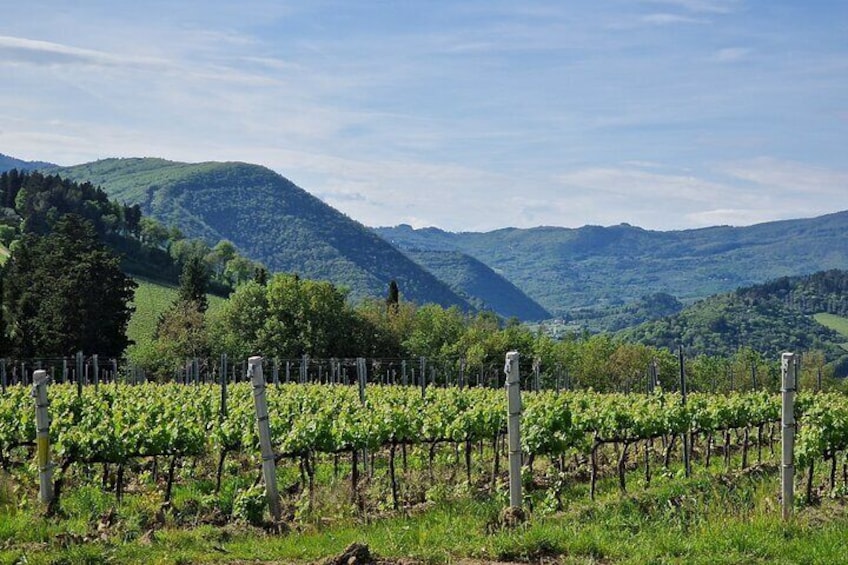 Wine Tour 6 hours 2 top wineries of Chianti Classico Limo Service