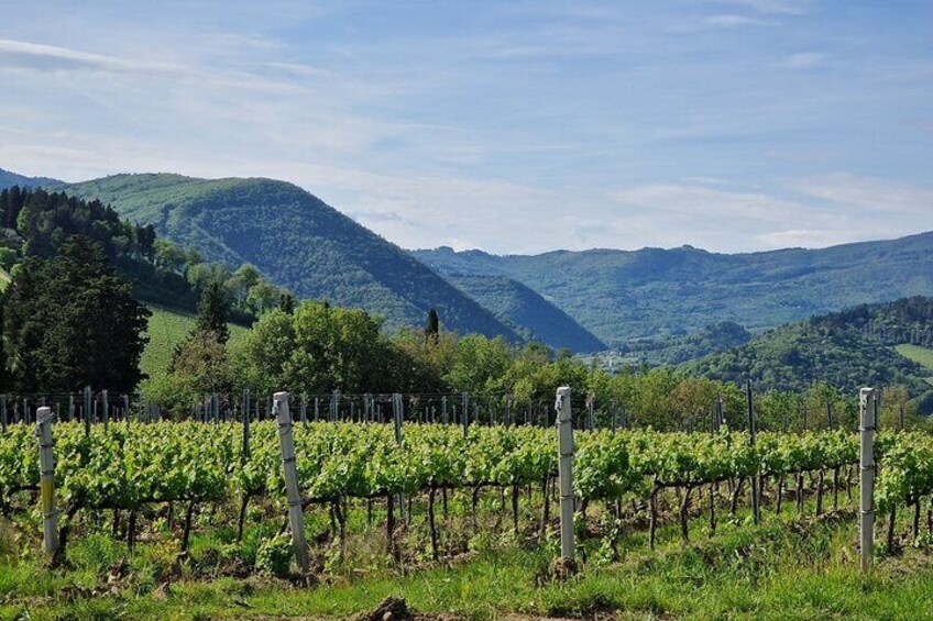 Wine Tour 6 hours 2 top wineries of Chianti Classico Limo Service
