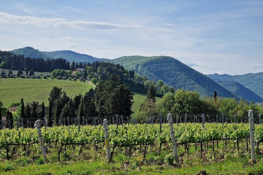 Wine Tour 6 hours 2 top wineries of Chianti Classico Limo Service
