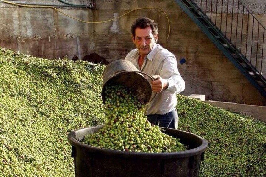 olive oil production