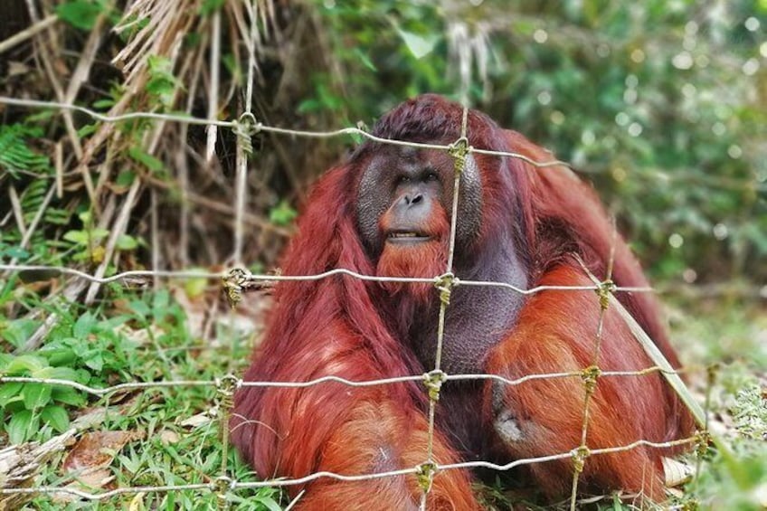 Private Tour: Ipoh Secrets Full Day Heritage & Orang Utan Island