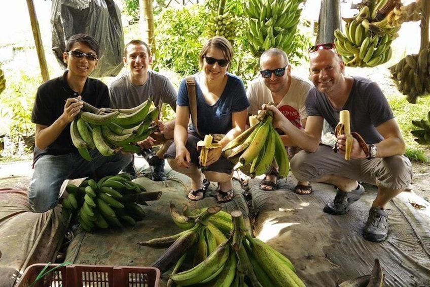 Chance to try these humongous bananas!