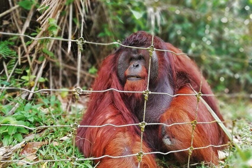 The Alpha Male Orangutan