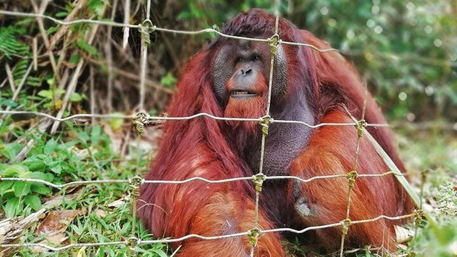The Alpha Male Orangutan