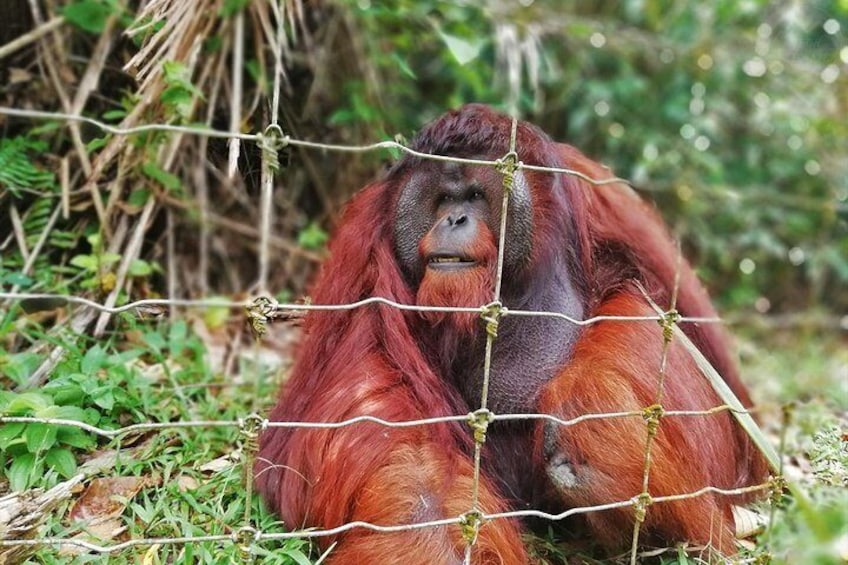 The Alpha Male Orangutan