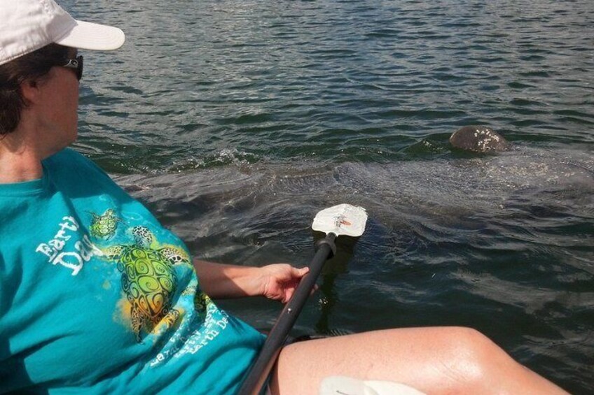 Manatees on the Lido Mangrove Tour