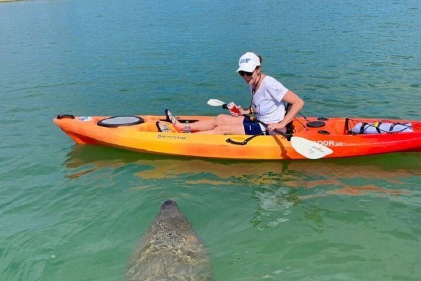 Sarasota Guided Mangrove Tunnel Kayak Tour