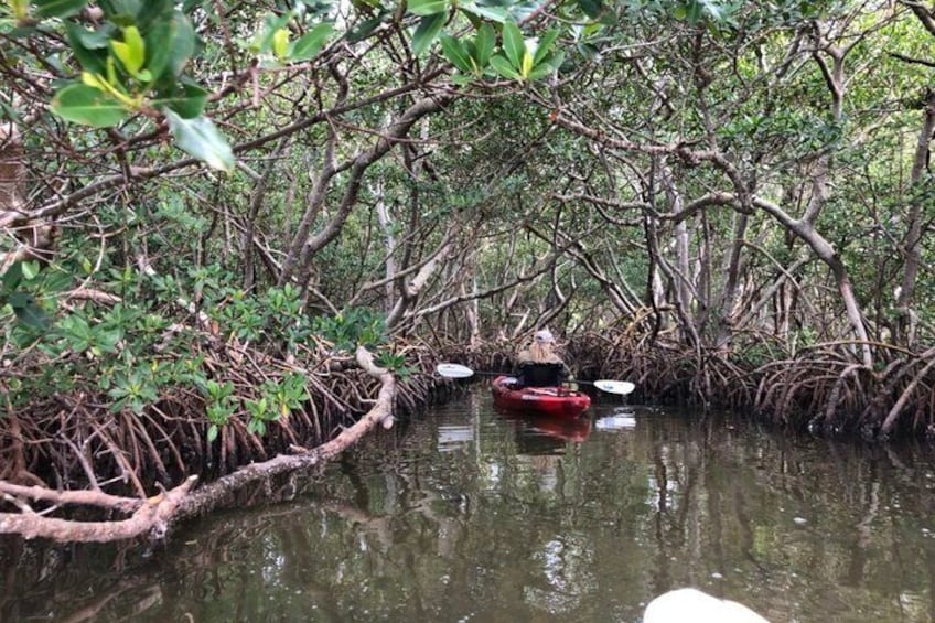 Guided Mangrove Tunnel Kayak Tour