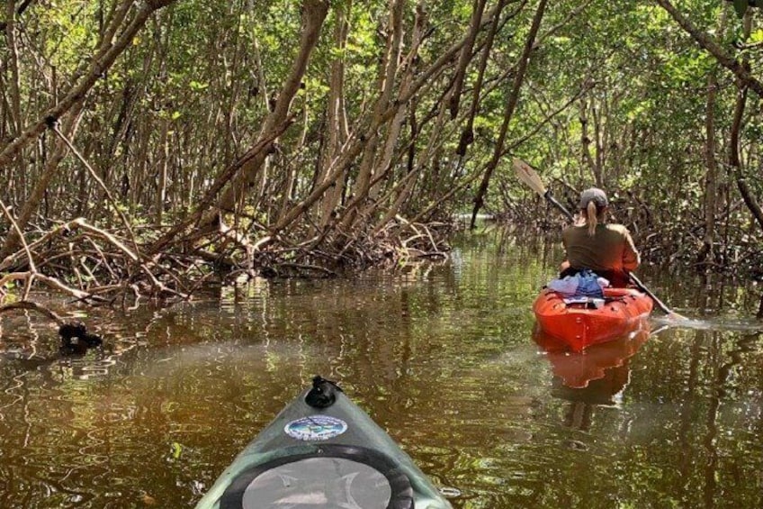 Guided Mangrove Tunnel Kayak Tour