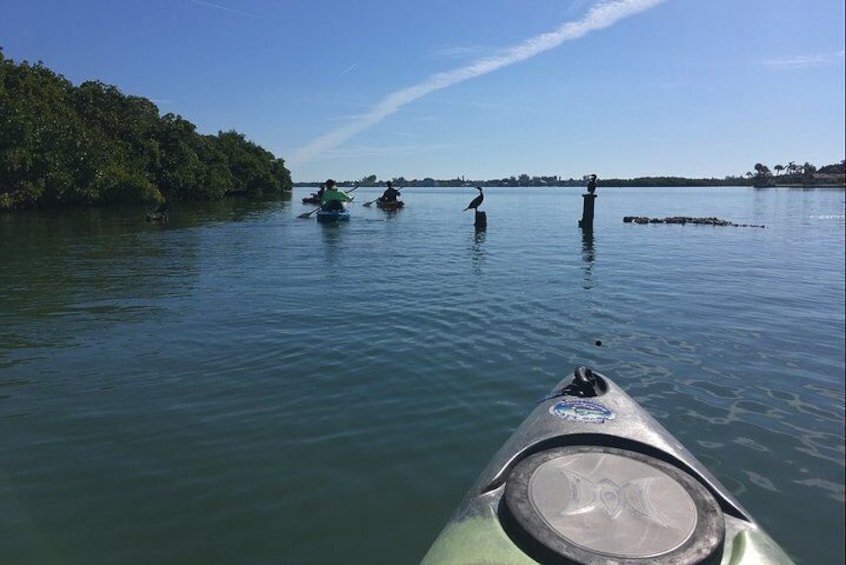 Guided Mangrove Tunnel Kayak Tour