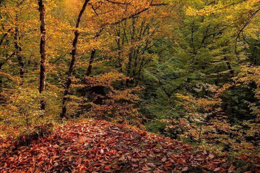 Full day Shamakhi - Gabala Tour with small group