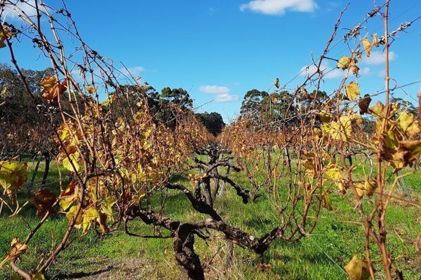 A close look at the vines... In this case, in autumn