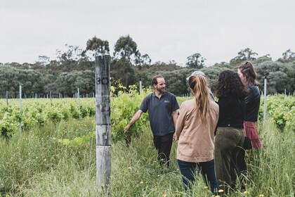 Full Day Wine & All About It Tour: Scones, Chocolate, Wineries, Lunch & Mor...