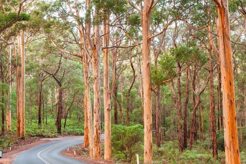 Amazing forests