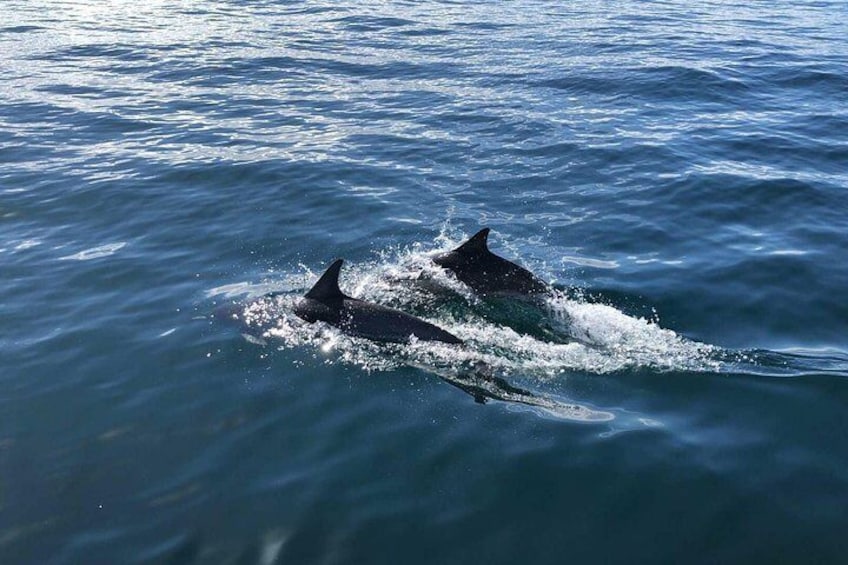 Dolphins next to the boat