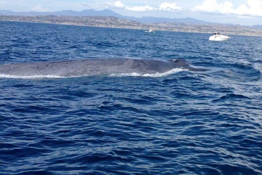 Blue Whale, largest animal in the world