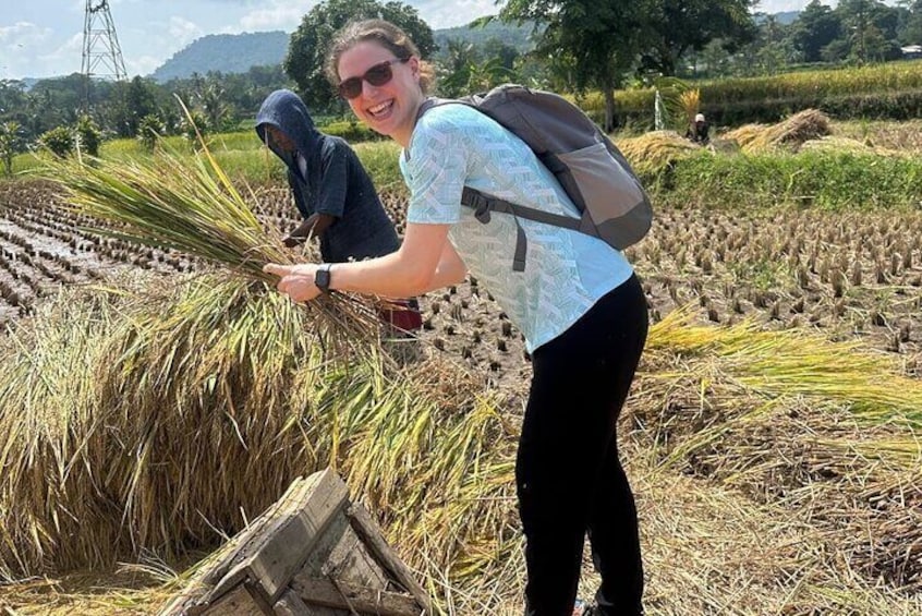 Active Volcano, Rice Field, Hot Spring, Fruit market, Tea Plantation with Lunch