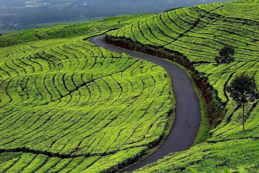 Tea Plantation