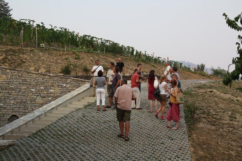 vineyard tour 