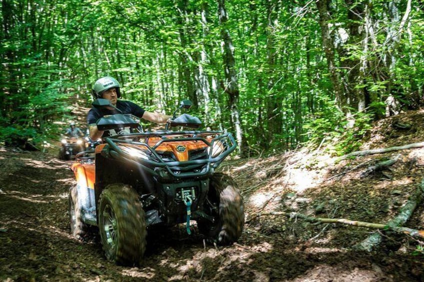 In the Woods of National Park Galicica